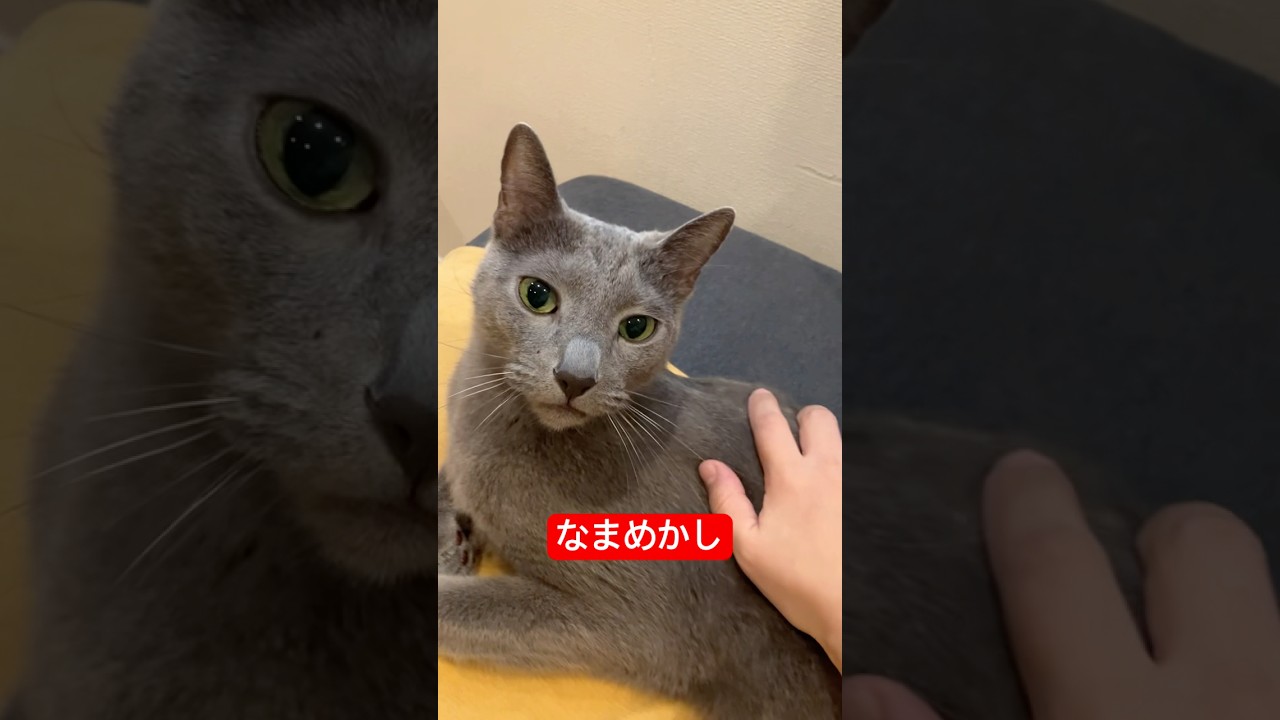 触り方きもい飼い主#猫 #ロシアンブルー #cat #russianblue