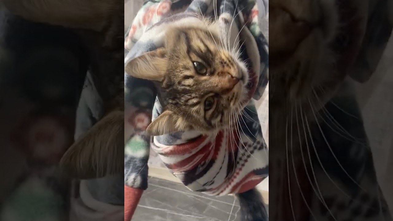 Blanket Dance with My Cat! 😺✨ Sleep or Fun?! #CATŞüQo