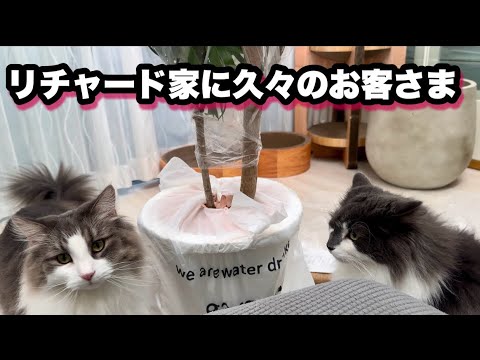 お客さん大好きノルウェージャンフォレストキャット！猫と観葉植物は共存できるのか⁉️