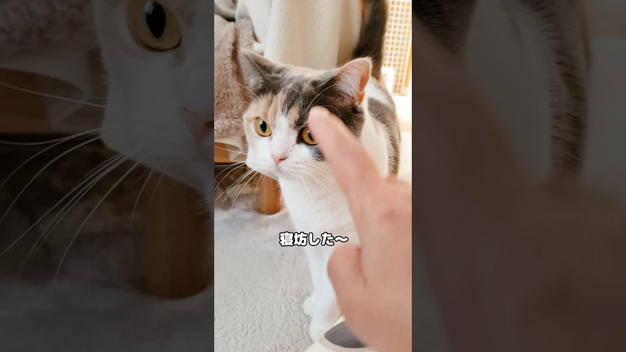 飼い主を起こす猫の反応がかわいすぎる … #猫 #たまたま・たまちゃん