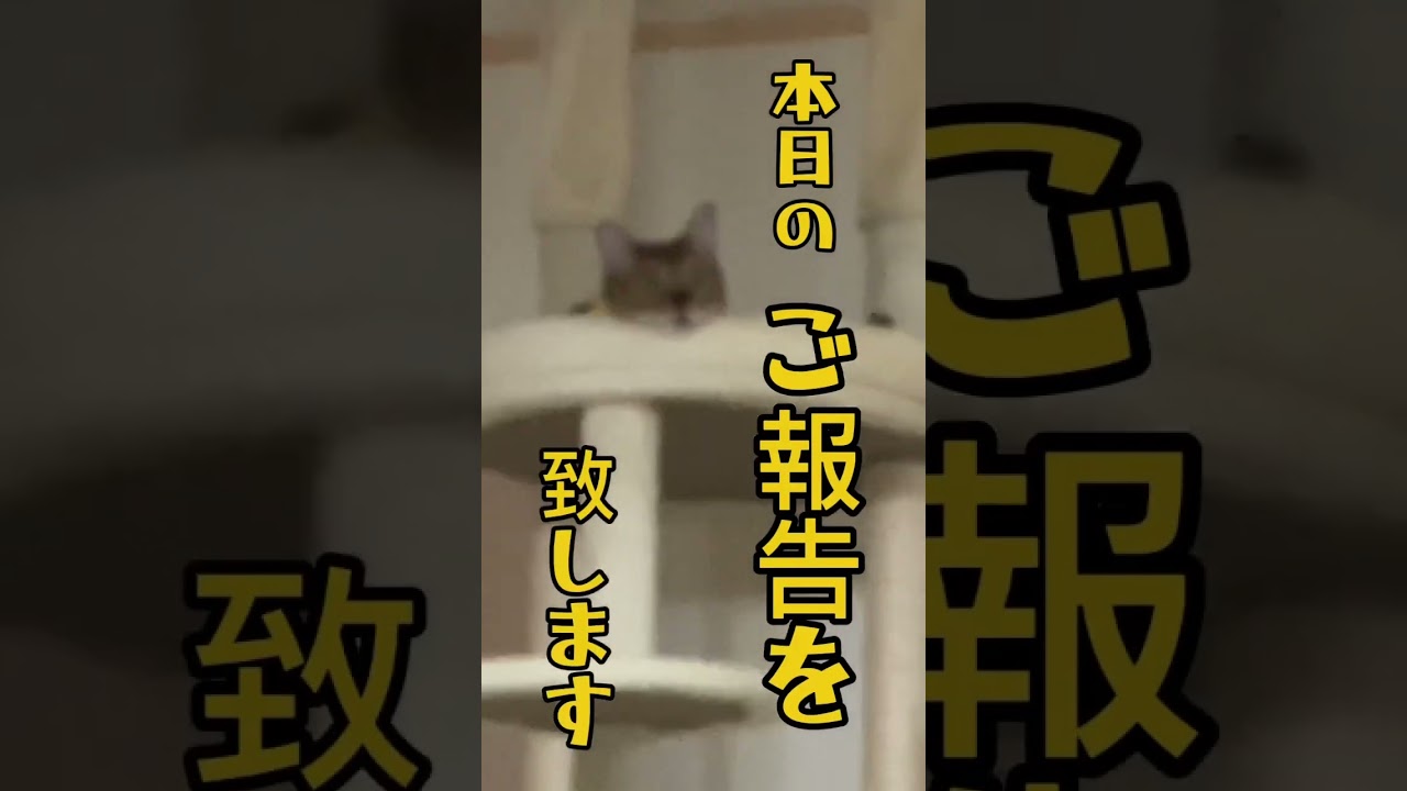 ヒマそ〜🐈#猫 #猫のいる暮らし #癒される #ベンガル #ベンガル猫 #cat #bengalcat #暇 #猫の仕草