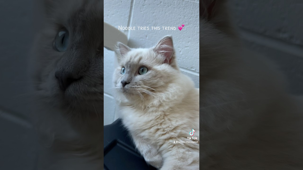 He did such a good job! #ragdoll #cat #pet #noodle #cutecat #fluffycat