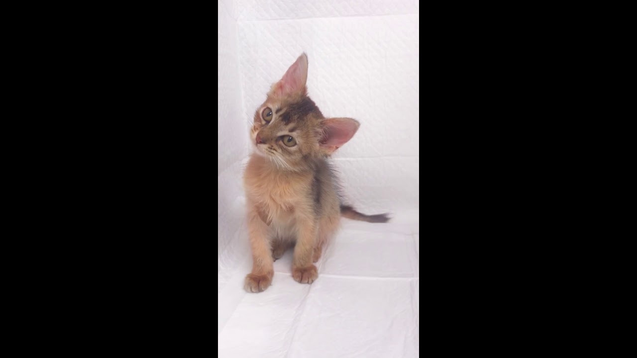 ソマリ😸　アゴはネコ😸