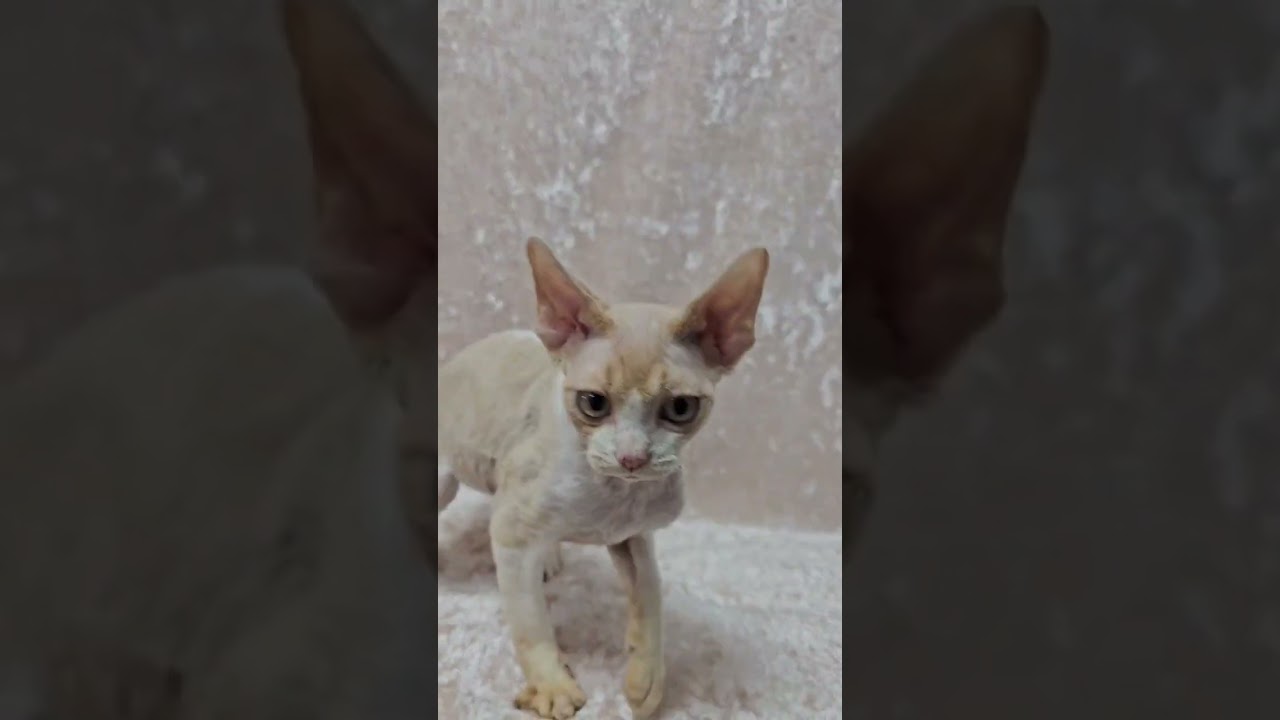 Charming Devon Rex Cream White Kitten Alik