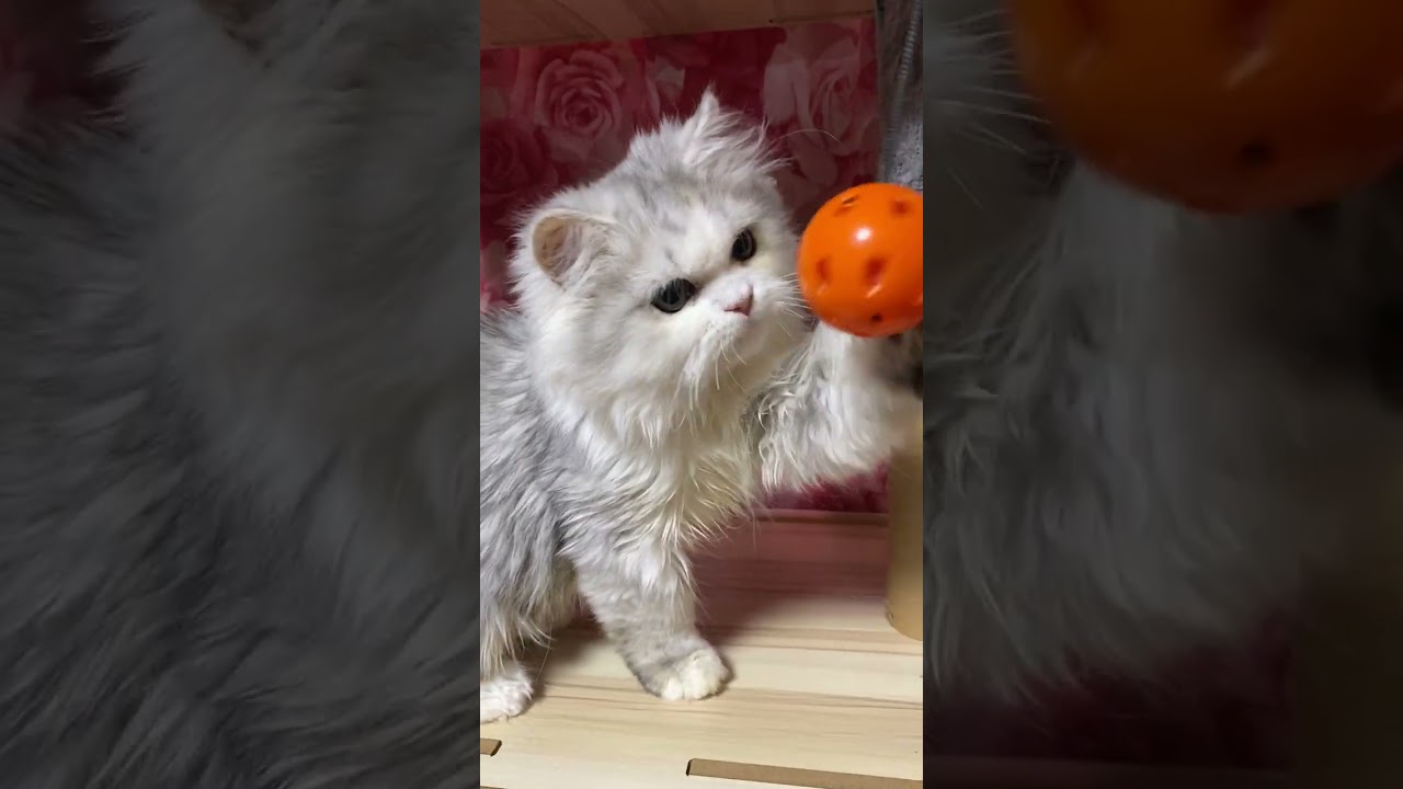 ペルシャ（チンチラ） 人懐っこいおとなしい男の子