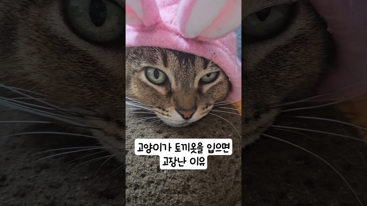 토끼옷을 입은 고양이, 모자 때문에 얼굴이 고장난 이유는?! 😂#고양이 #귀여운고양이 #고양이브이로그 #고양이모자 #Abyssinian #Shorts #고양이일상