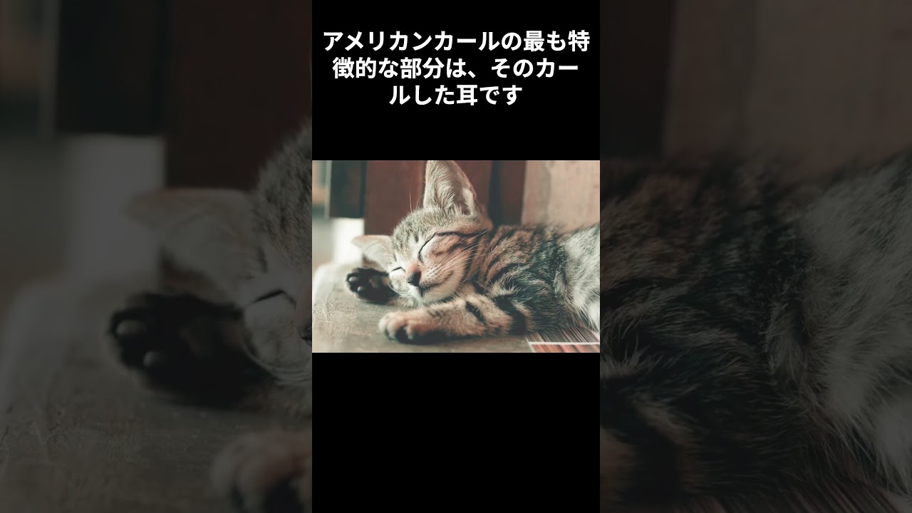 【アメリカンカールの雑学】 #cat #ねこ#1分雑学