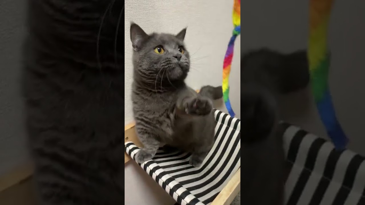 ハンモックに飛び乗り、見事に踏み外す😭