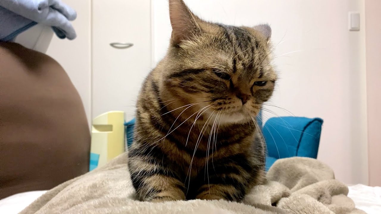 パパの腹を必死にこねる猫が可愛すぎる！