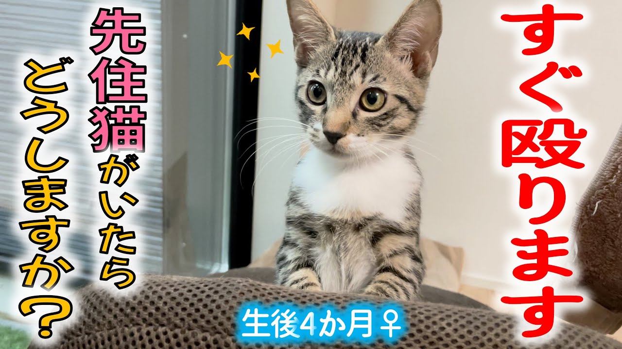 【最強女子】大人猫に勝つメス子猫すごい／人間を邪魔する猫たち…！