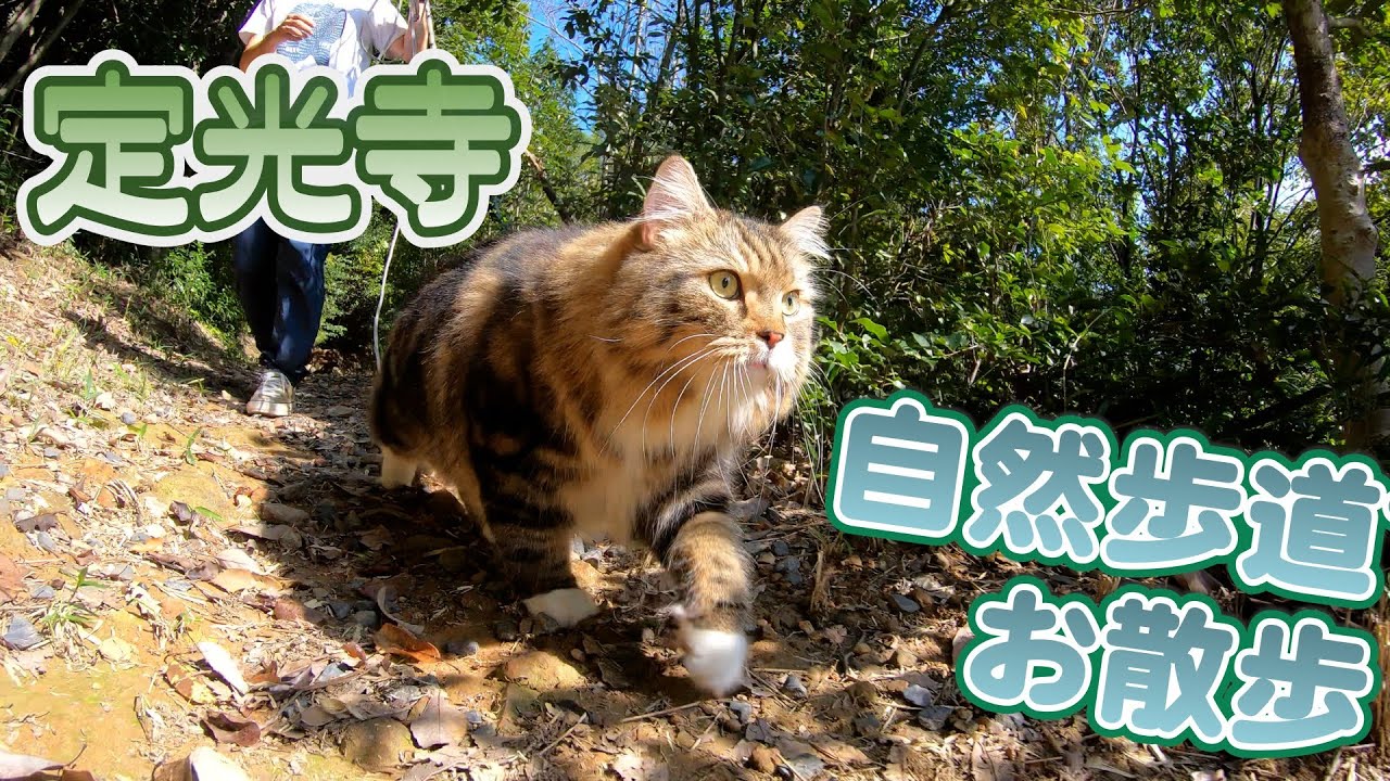 【たびの冒険】猫の散歩@定光寺 2024/Nov [サイベリアン]
