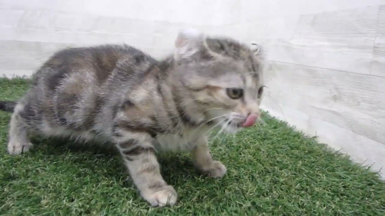 Coo&RIKU　No00698997 アメリカンカール