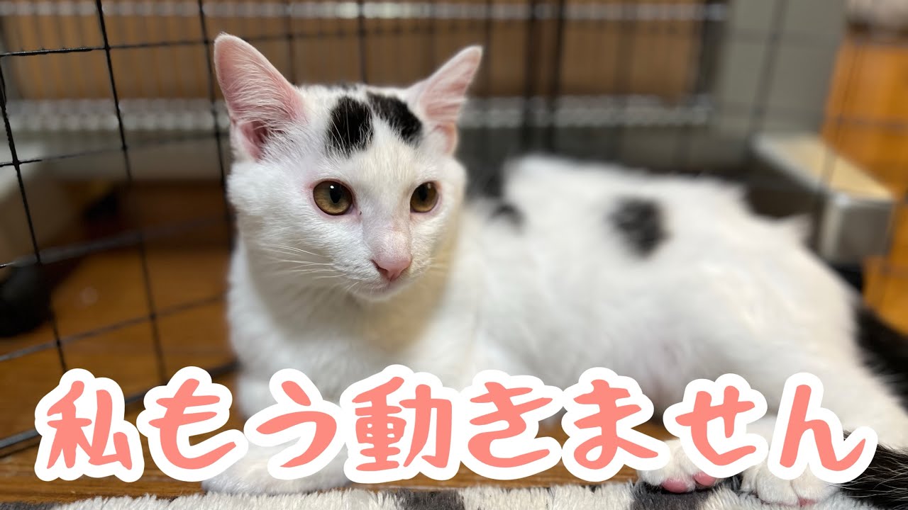 ヒーターのの暖かさを知りベストポジションを動かないミルねーさん。＃保護猫＃ねこ
