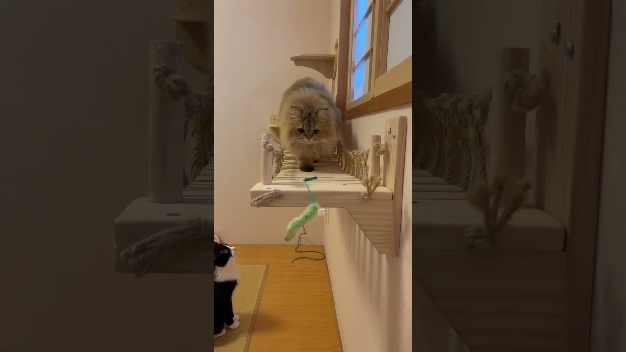 【Ojo Dibandingke】かわいいペルシャ猫【吊り橋を渡る♪】