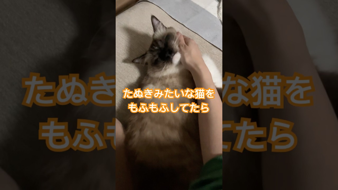 優しいたぬきみたいな猫 #ragdolls #cutecat #cats #shorts #ラグドール #猫のいる暮らし #ショート