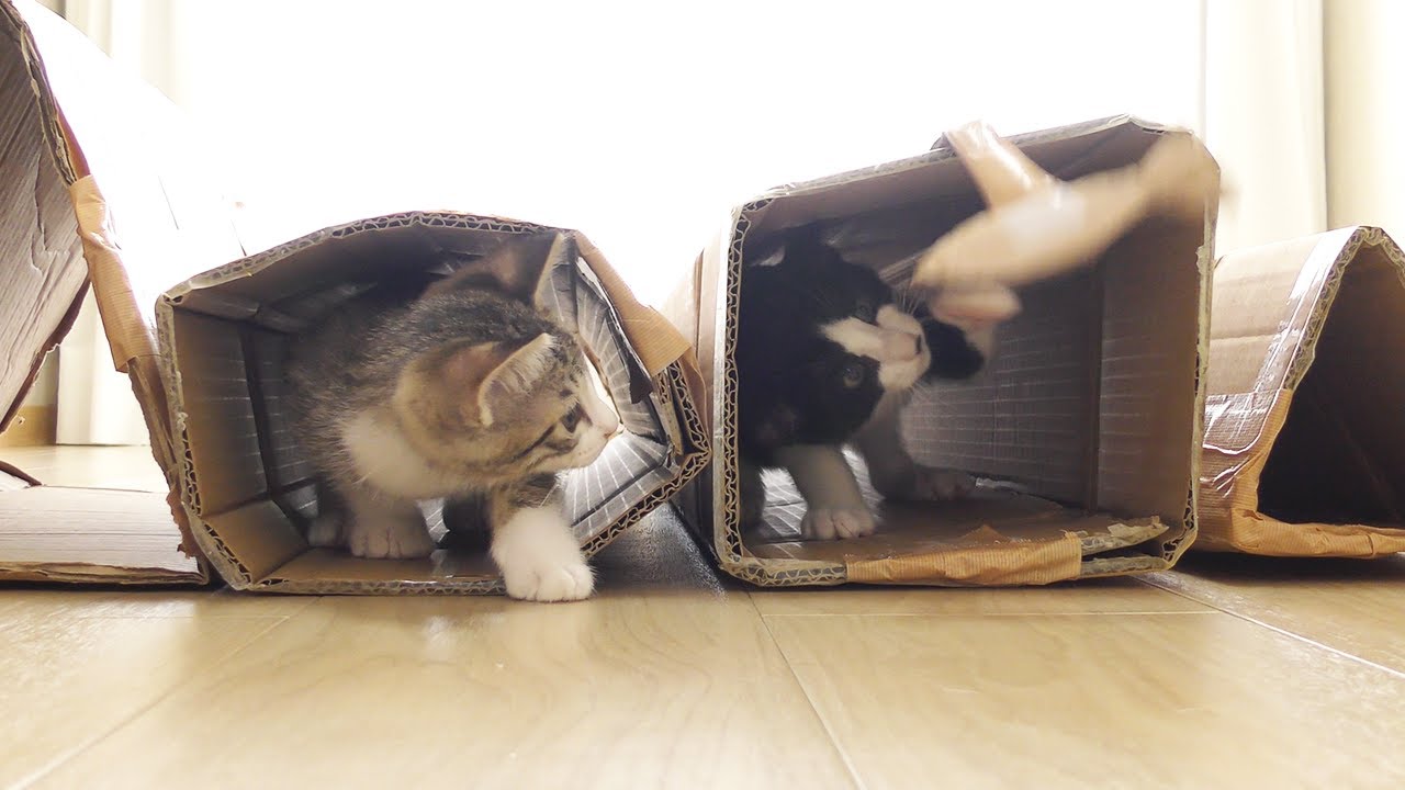 新しく家族になった子猫に手作りキャットトンネルを見せたら喜んでこうなっちゃいました♡