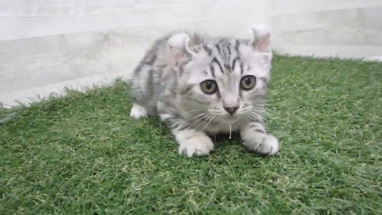 Coo&RIKU　No00698998 アメリカンカール