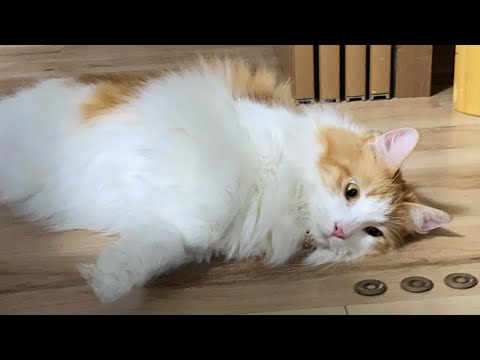お留守番猫タイム【マリー（メインクーン）】