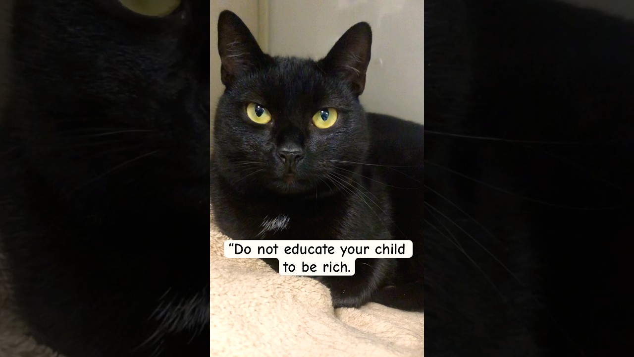 Teach your children well #shorts #cat #quotes #money #children