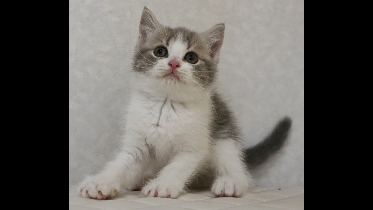 ブリティッシュショートヘアー子猫　British Shorthair　2024.10.1産まれ　ブルーパッチドタビー&ホワイト　女の子　シーダキャット猫のお店