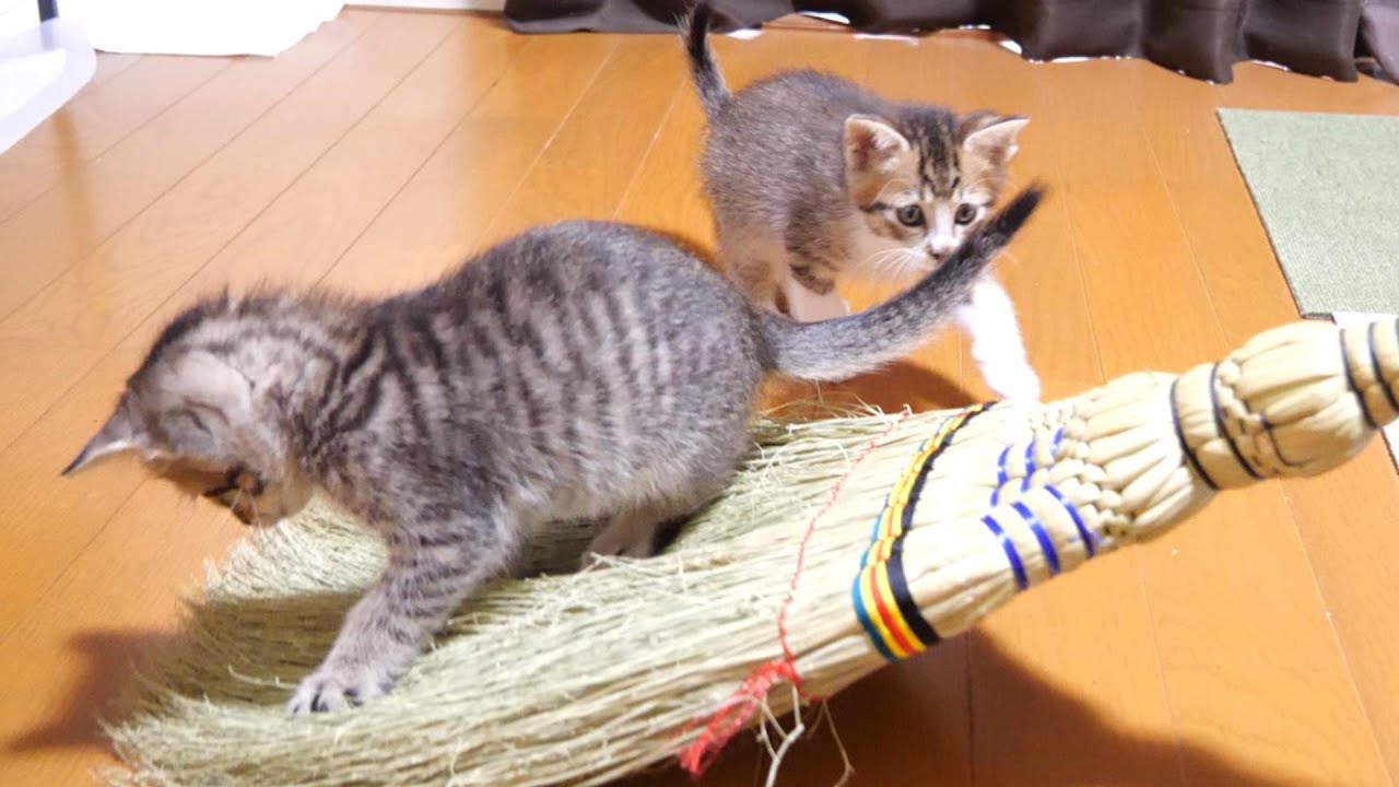 ほうきを乗り物にしちゃう子猫【赤ちゃん猫　保護猫】