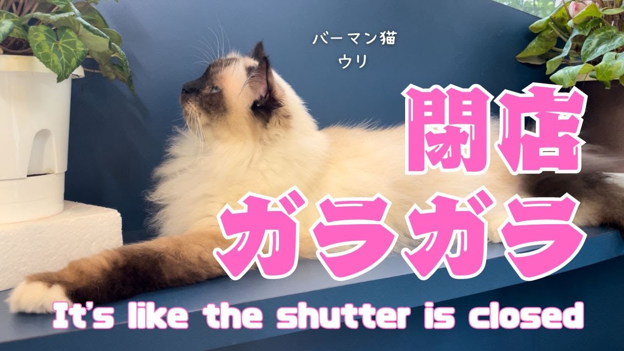 バーマン猫ウリ【閉店ガラガラ】It's like the shutter is closed（バーマン猫）Birman/Cat