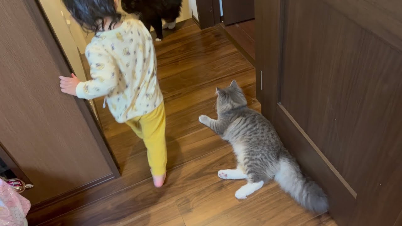 三歳児から間違えて怒られる猫　ラガマフィン