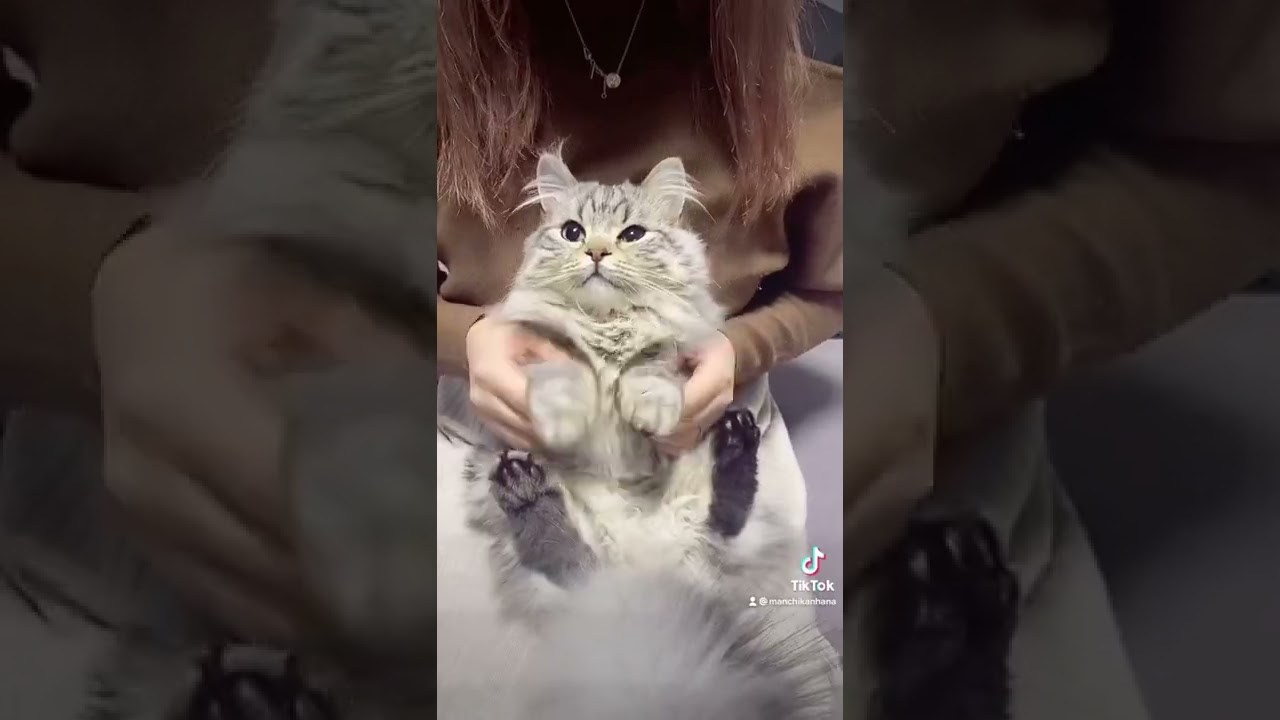 ハッピーニャルドレン