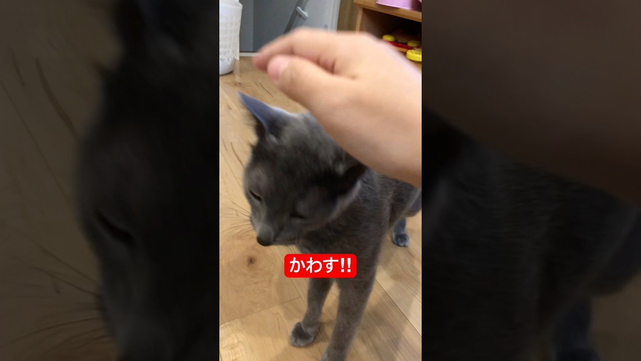 チュール無き物は触らせない猫#猫 #ロシアンブルー