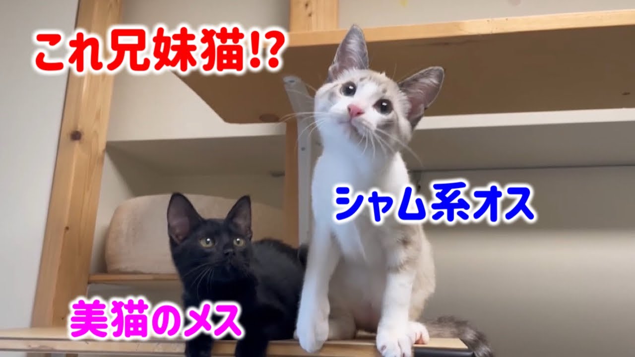 【くまっ子13便隊】シャム系と黒猫の黄金コンビ！堪らなくかわいい！