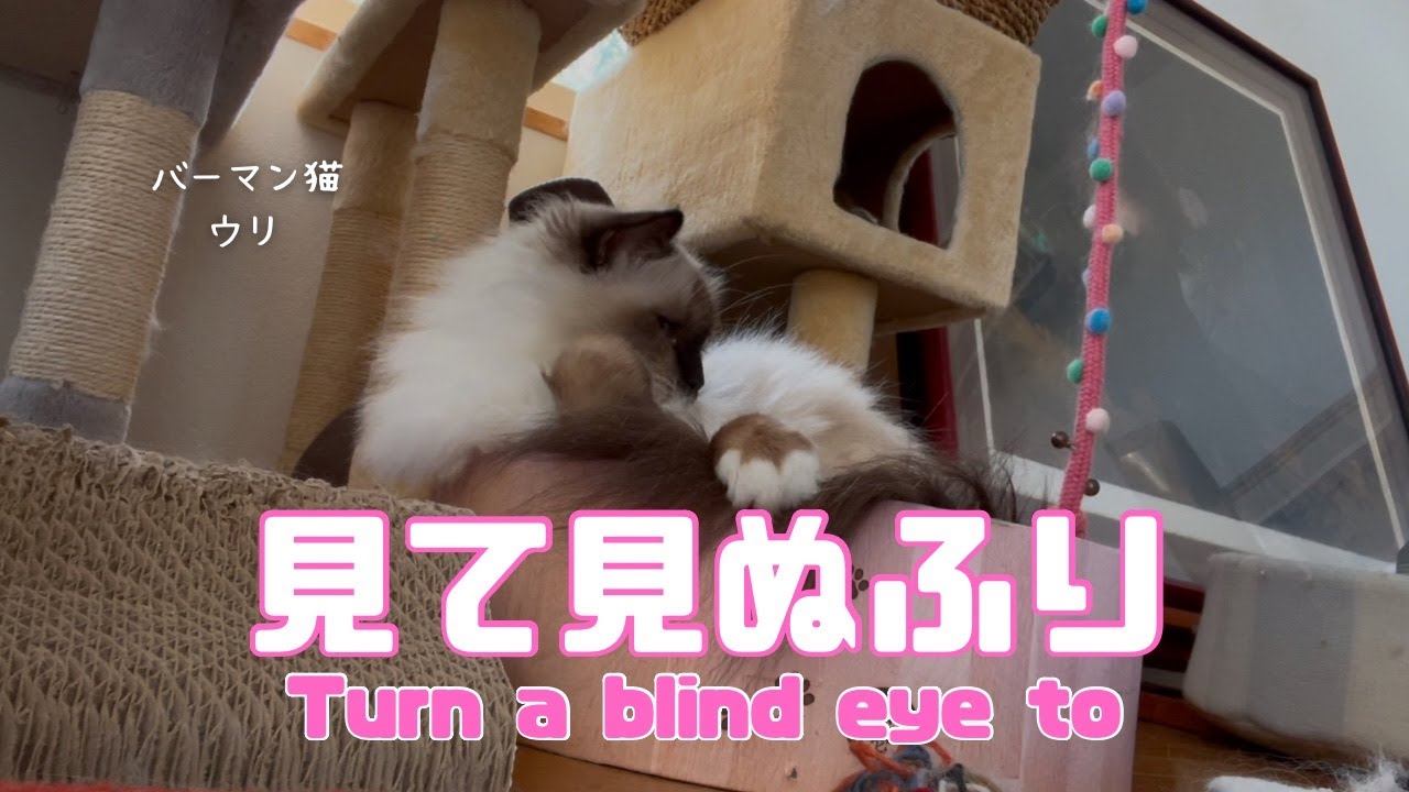 バーマン猫ウリ【見て見ぬふり】Turn a blind eye to（バーマン猫）Birman/Cat