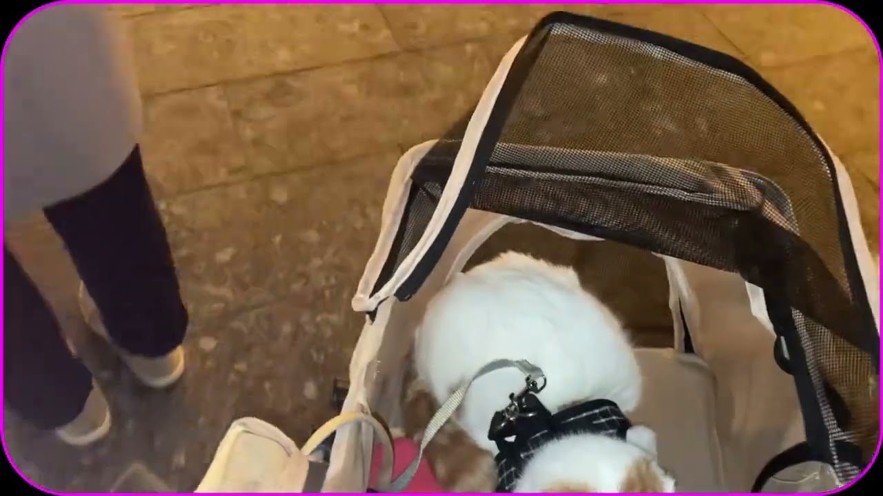 電車に乗って､立川のイルミネーション見に行ったスコティッシュねこのマリオ君❤️