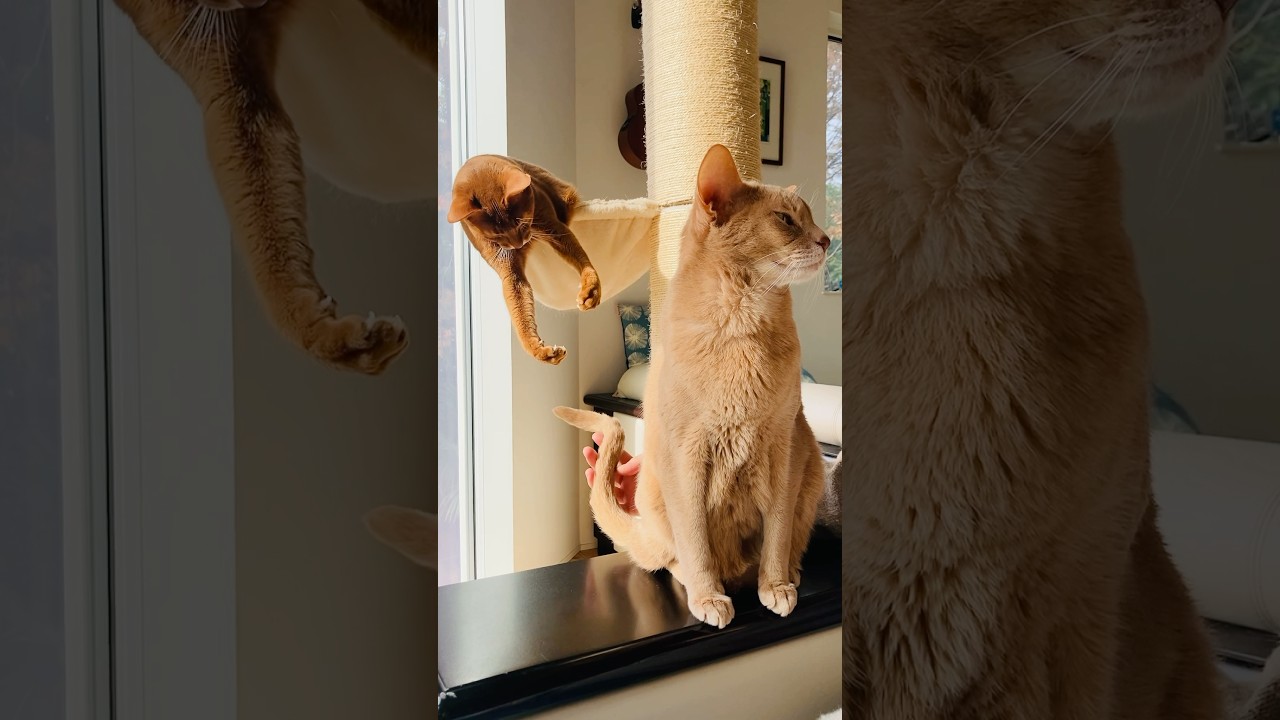 もどかしい距離#猫#こころ#いぶりん#アビシニアン#レッド#フォーン#cat#abyssinian#red#fawn