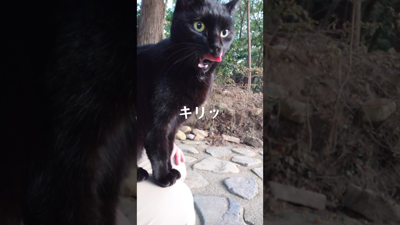 迷わずひざに乗る。 #玉野御嶽神社 #猫のいる暮らし #ねこ