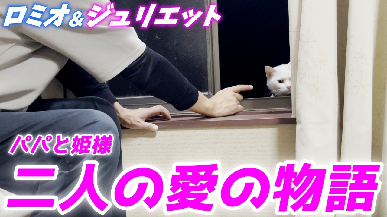 二階の窓から出逢うパパと庭子猫がまるでロミオとジュリエットのようでした…笑[三毛母猫の子猫]