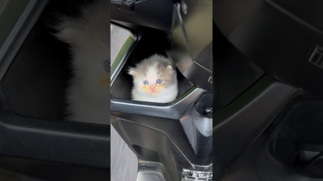 Pamitnya kerja tapi pulang bawa anak bujang 😅 #cat #catlover #anakkucinglucu #kucinglucu #kitten