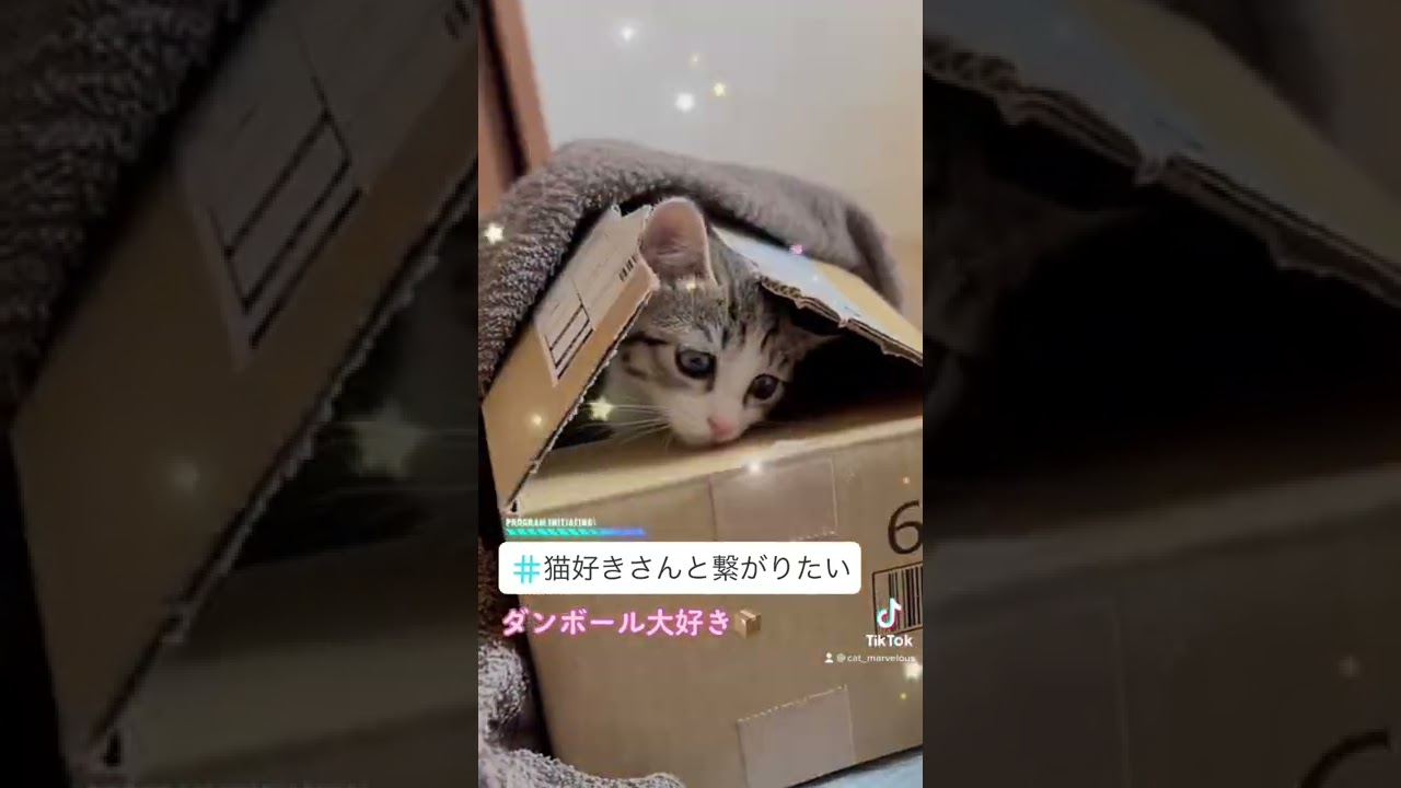 出たり入ったり様子見たりマンボ【猫動画】