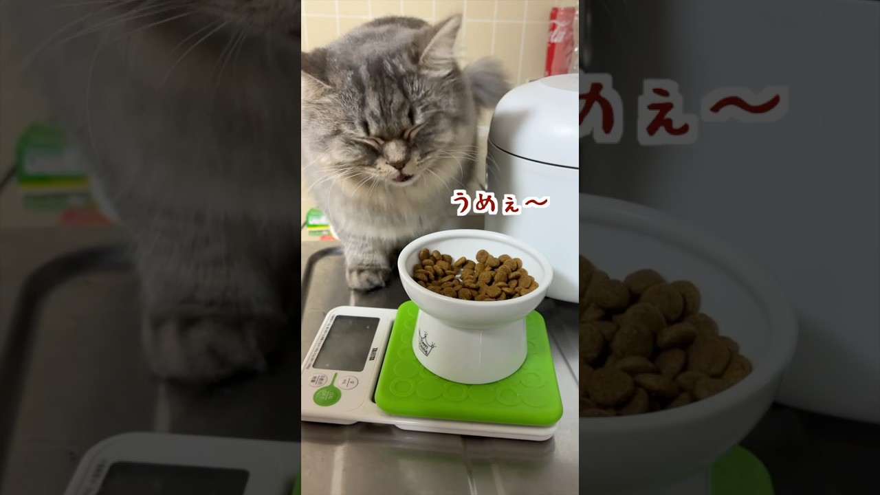 つまみ食いが何より美味しい猫がこちらです💁　#猫　#ねこ　#マンチカン　#cat  #猫動画  #猫好きさんと繋がりたい  #猫のいる暮らし  #ねこのいる生活