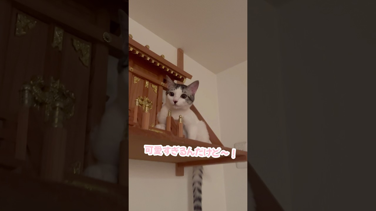 我が家の猫神様#子猫 #保護猫 #捨て猫