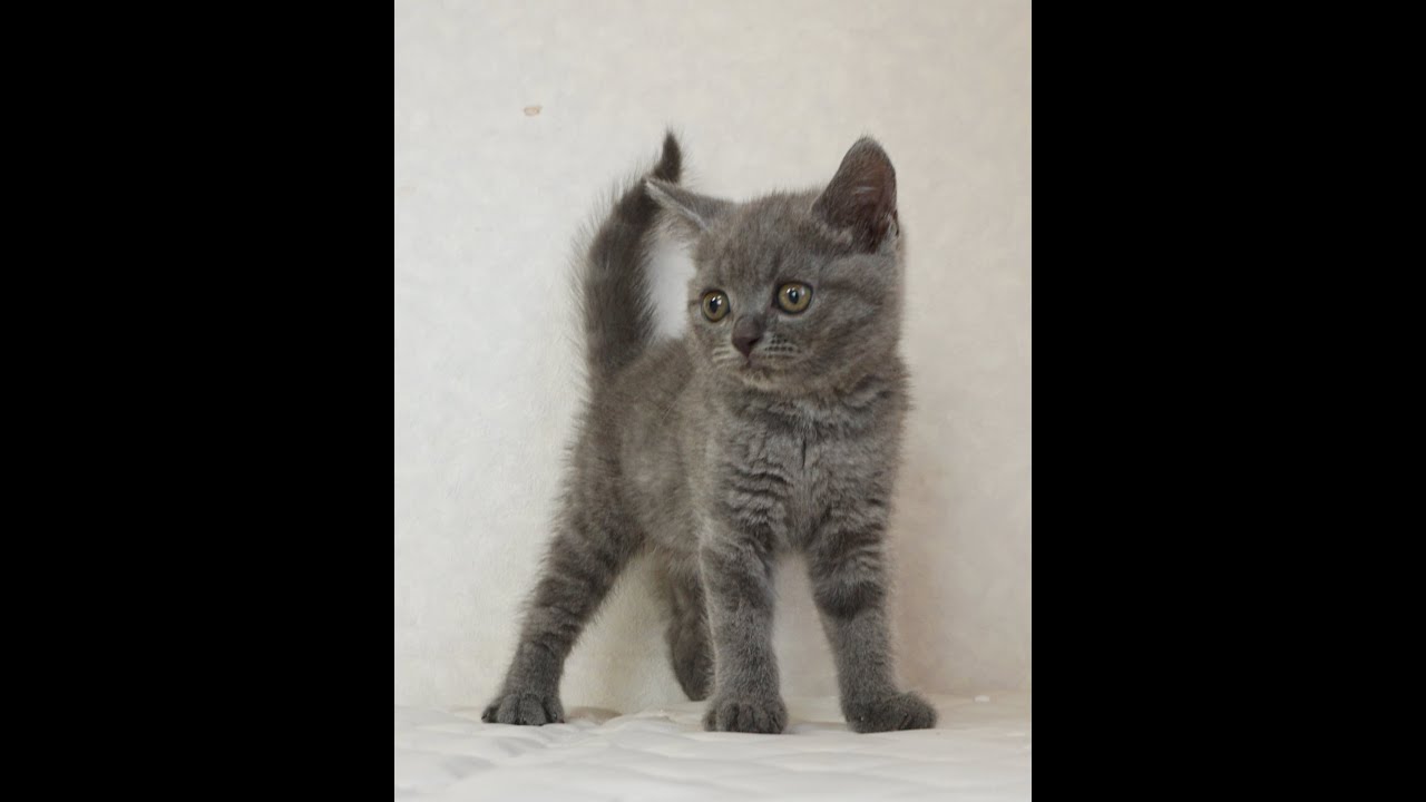 ブリティッシュショートヘアー子猫　British Shorthair　2024.10.1産まれ　ブルータビー　女の子　シーダキャット猫のお店