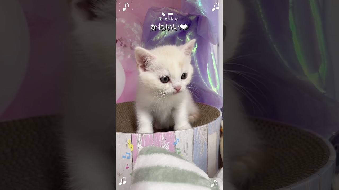 【長足マンチカン】男の子 #cat #かわいい子猫 #kitten #子猫 #子猫ブリーダー