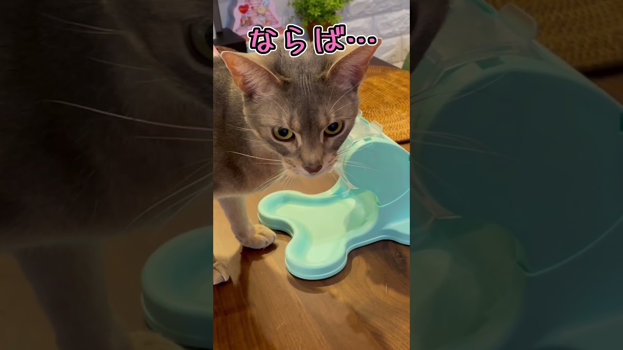 おやつガチャを回すうちの猫さん #shorts #猫 #アビシニアン