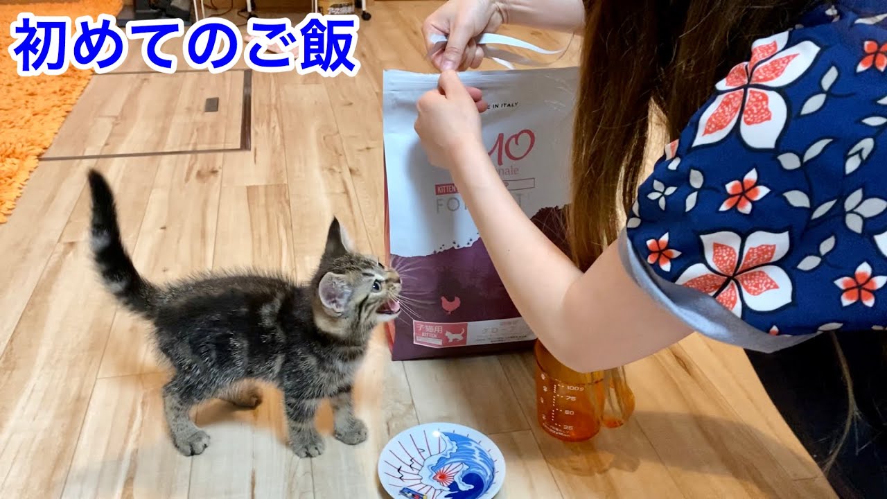 初めてのご飯が美味しすぎて涙を流してしまった子猫ｗ