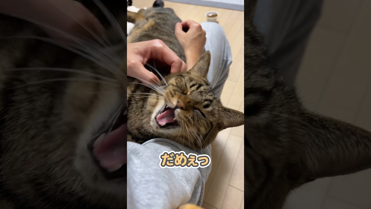 「だめぇっ！」と、仕事に行く飼い主を全力で引き止める猫