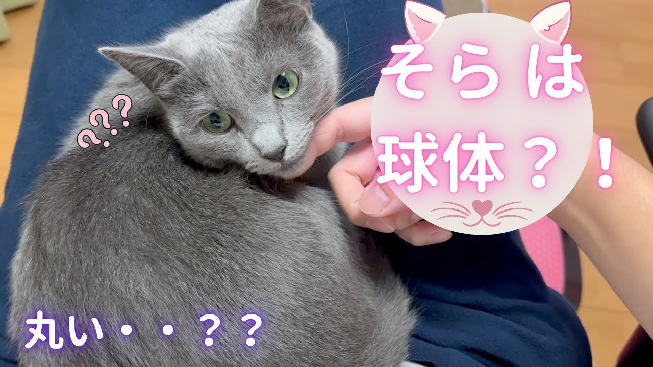 【猫ロシアンブルー】そら は球体です。