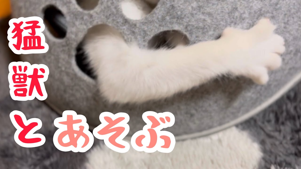 猛獣と楽しく安全に遊ぶ。元野生の猫の本気。＃保護猫＃ねこ