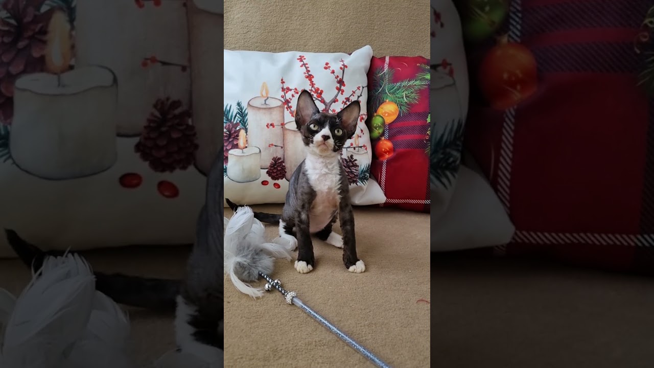 Oda is a Cute Devon Rex Kitty in a Black and White Fur Coat