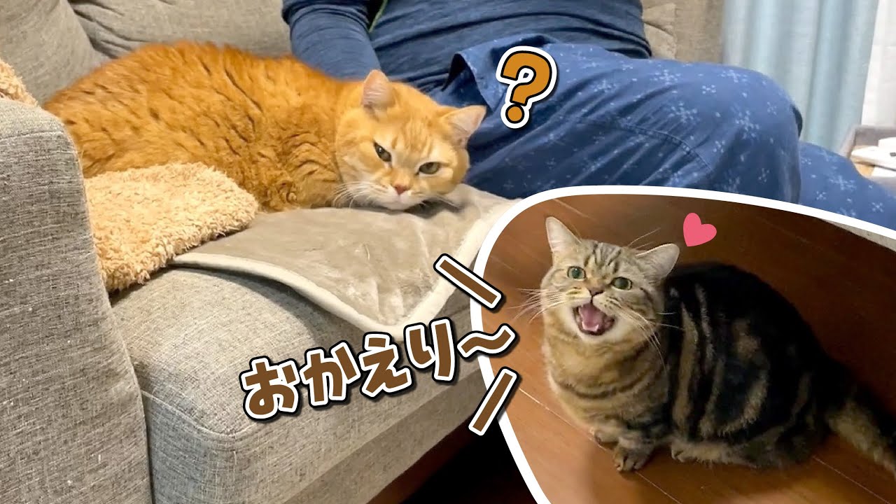 夜遅くに帰ってきたママをお出迎えする愛猫の態度が違いすぎた…
