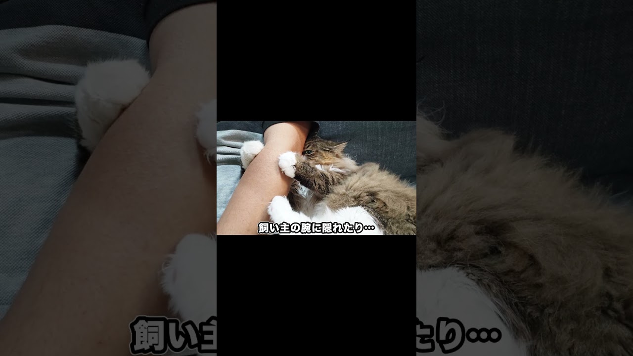 飼い主の腕から離れたくない猫　#cat #ノルウェージャンフォレストキャット #猫 #北欧猫