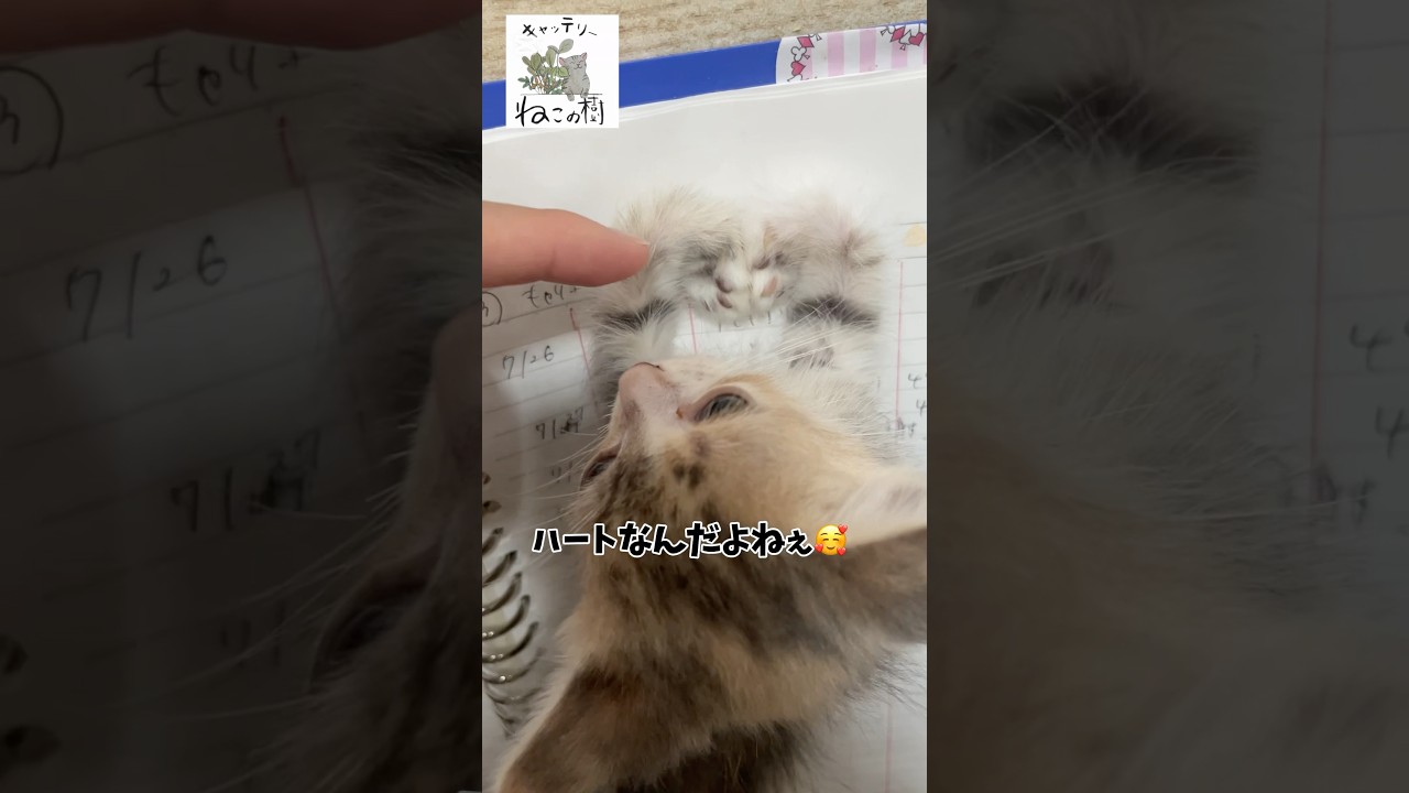 手がハートこにゃんこ🫶#マンチカン #cat #キャッテリーねこの樹 #こねこ